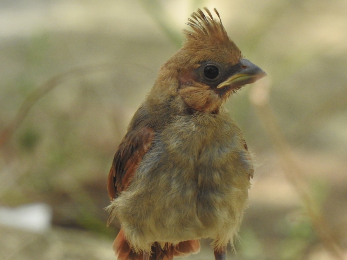 Northern Cardinal - ML638326619