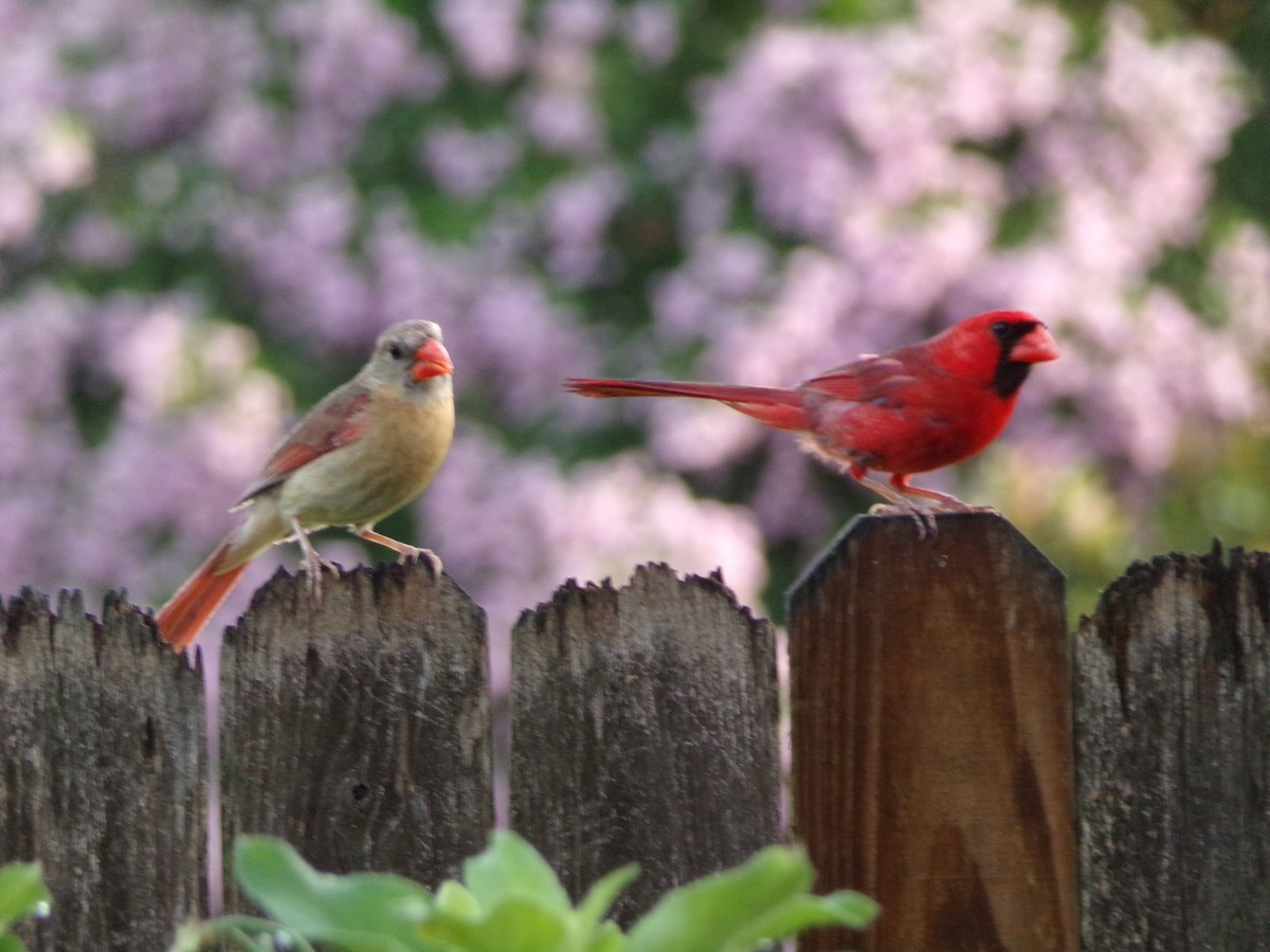 Northern Cardinal - ML638326632