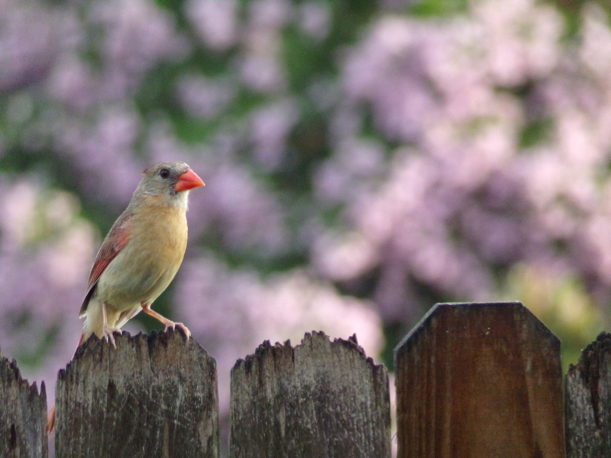 Northern Cardinal - ML638326634