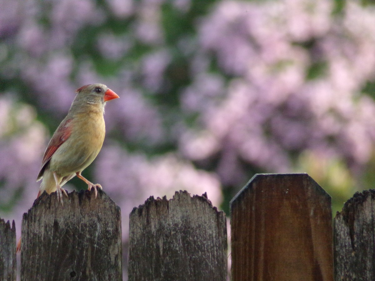 Northern Cardinal - ML638326635