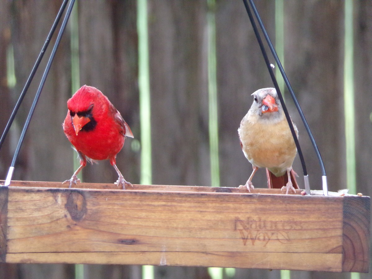 Northern Cardinal - ML638326637