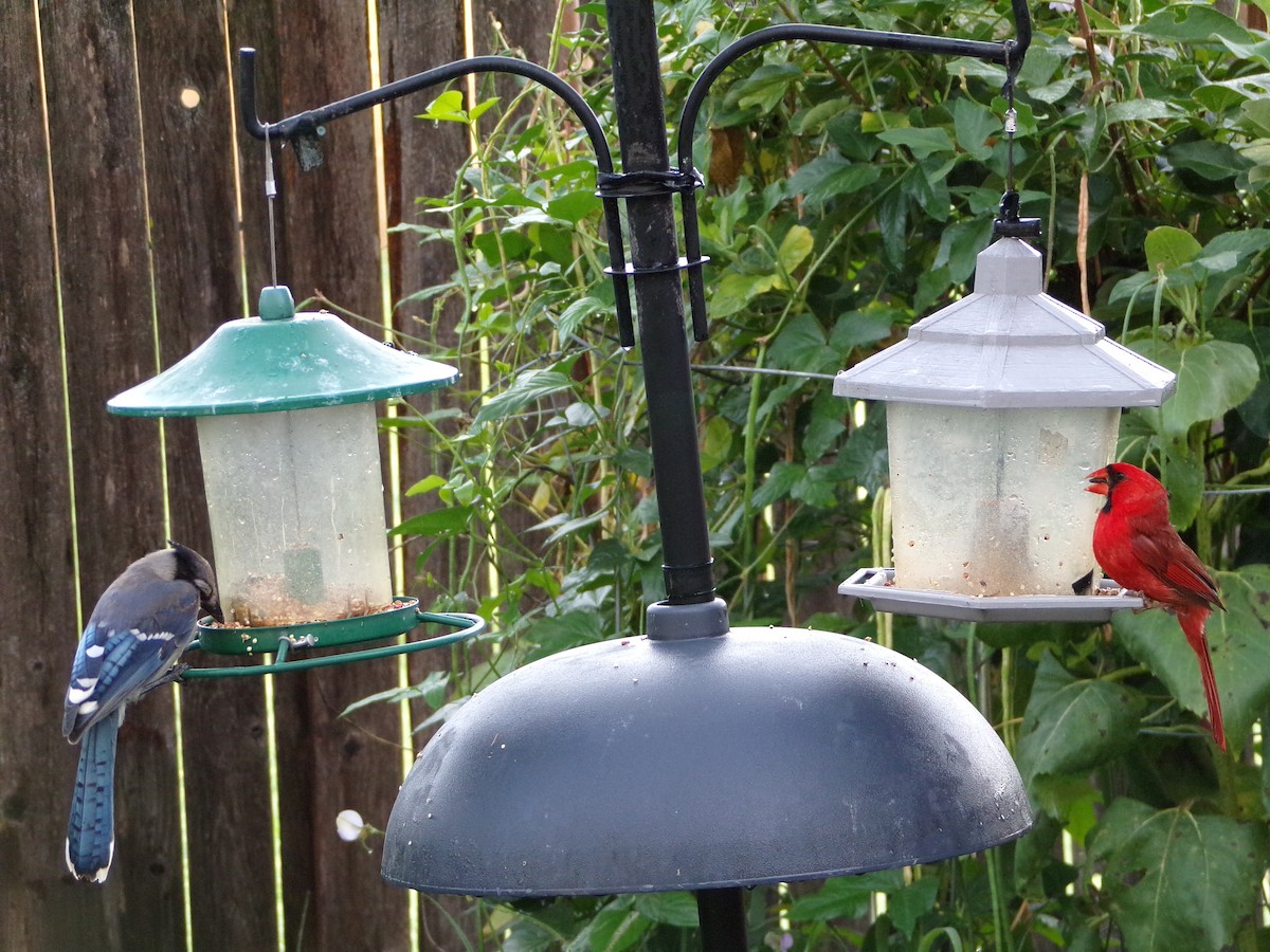 Northern Cardinal - ML638326638