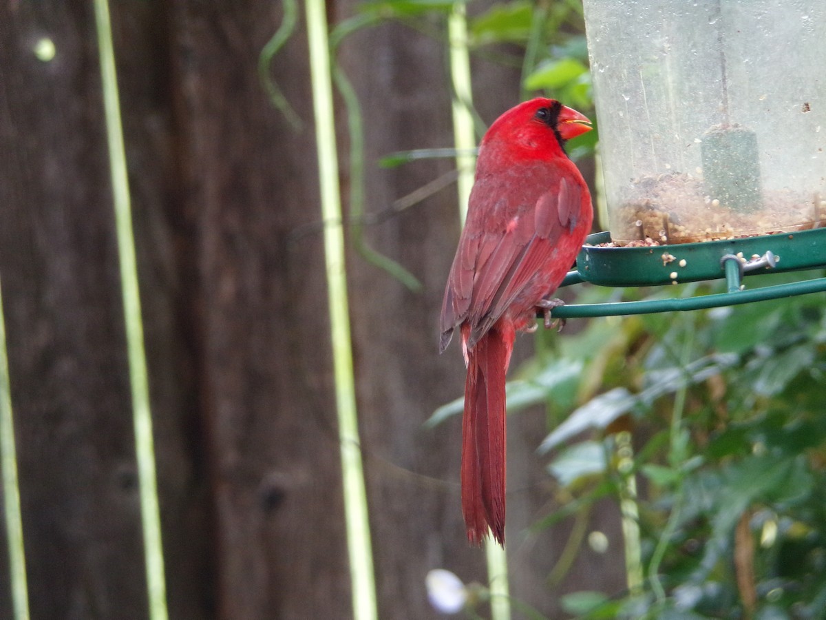 Northern Cardinal - ML638326639