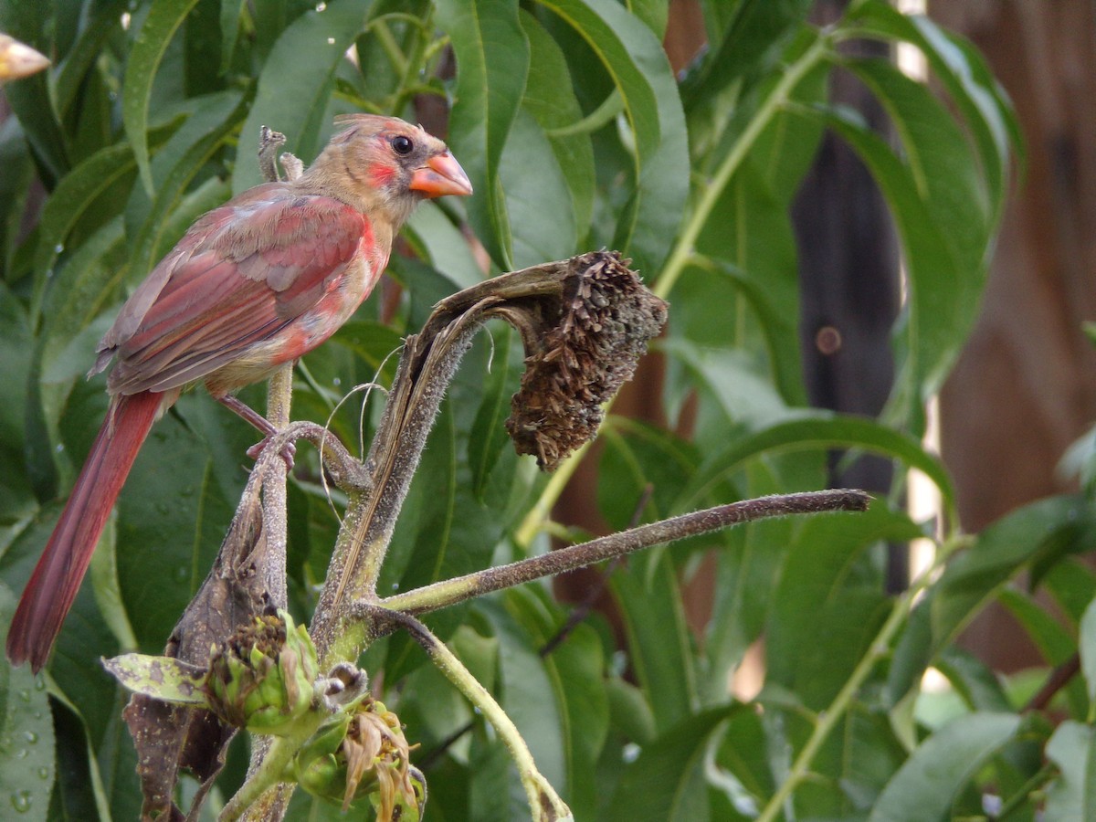 Northern Cardinal - ML638326640