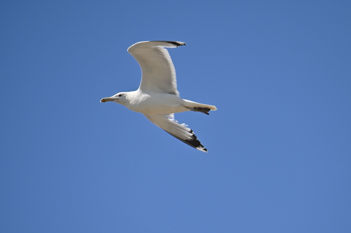 Caspian Gull - ML638326641
