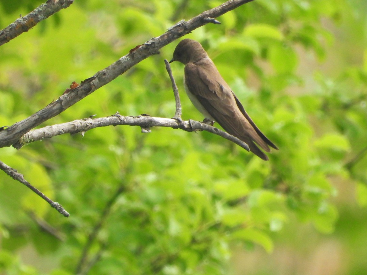 Golondrina Aserrada - ML638326650