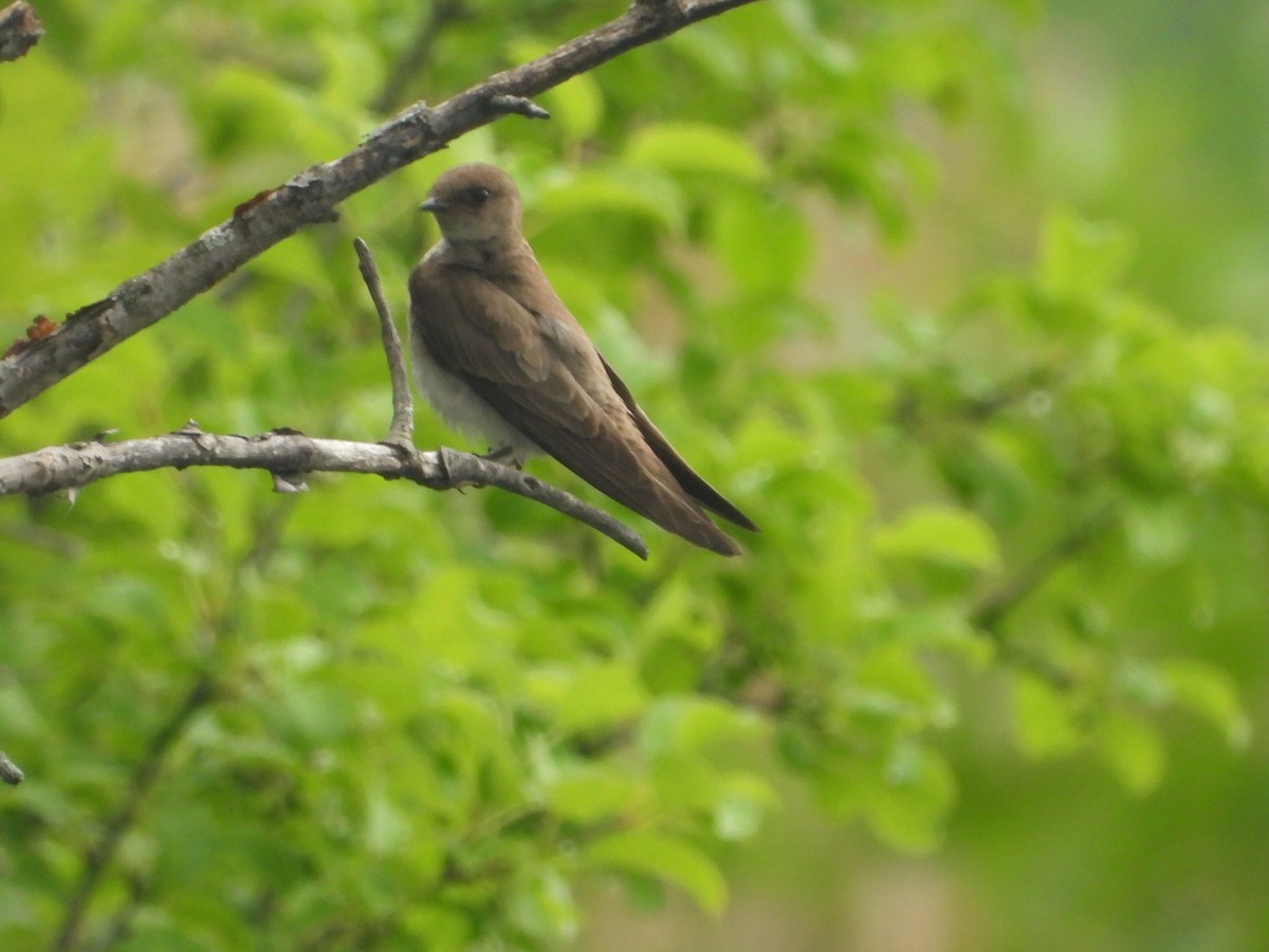 Golondrina Aserrada - ML638326651