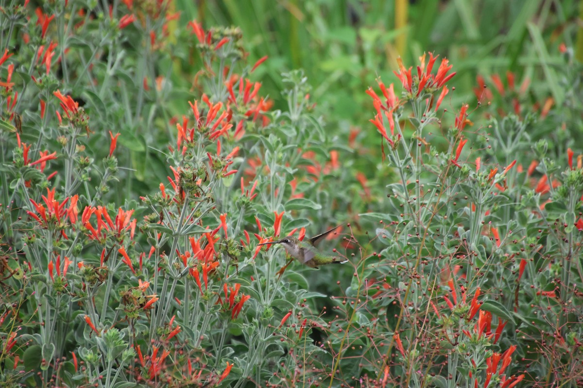 Ruby-throated Hummingbird - ML638326656