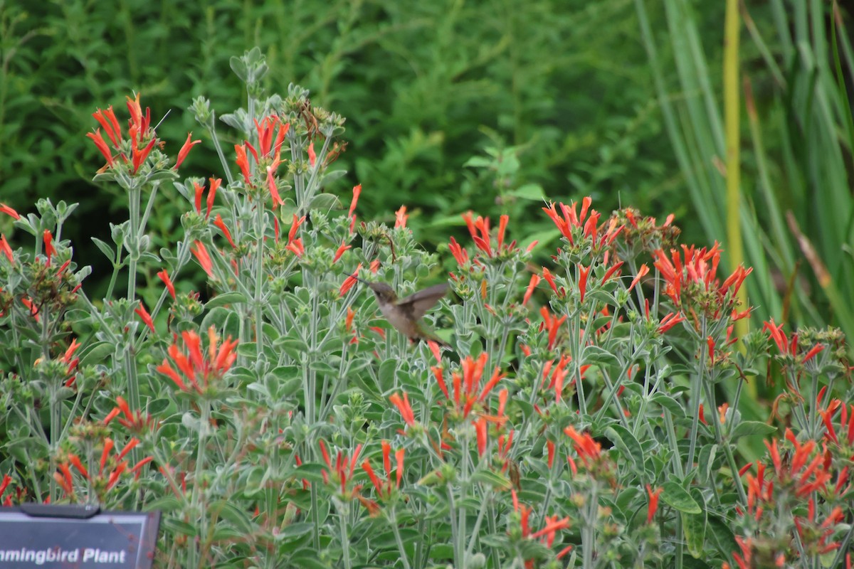 Ruby-throated Hummingbird - ML638326657