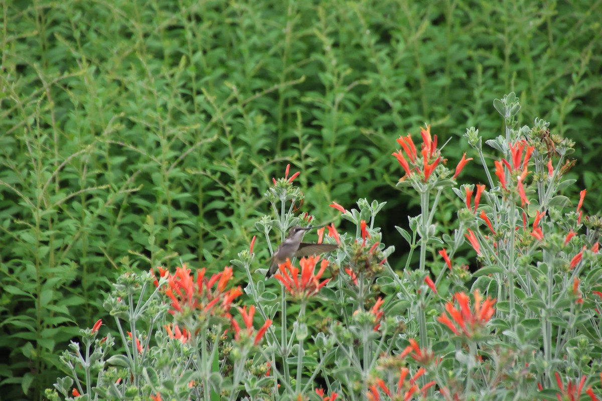 Ruby-throated Hummingbird - ML638326658