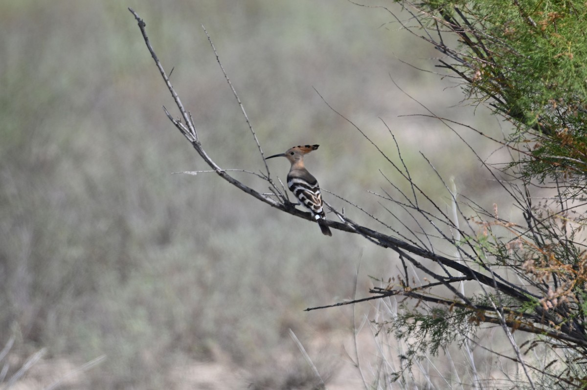 Eurasian Hoopoe - ML638326664