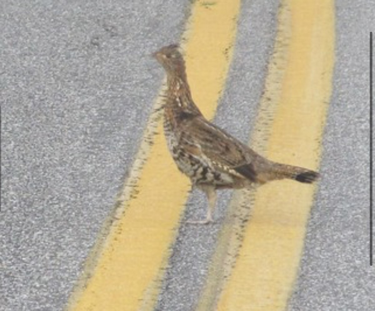 Ruffed Grouse - ML638326682