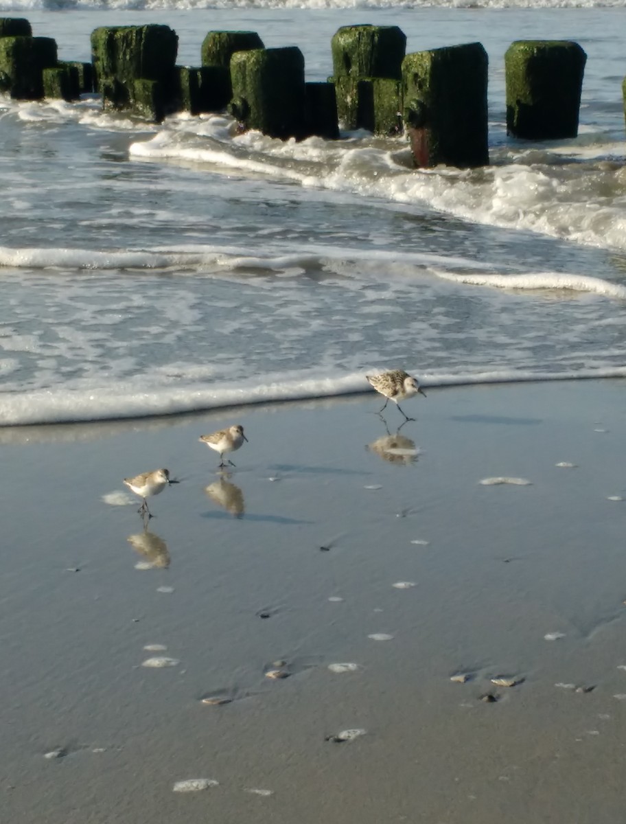 Semipalmated Sandpiper - ML638326686
