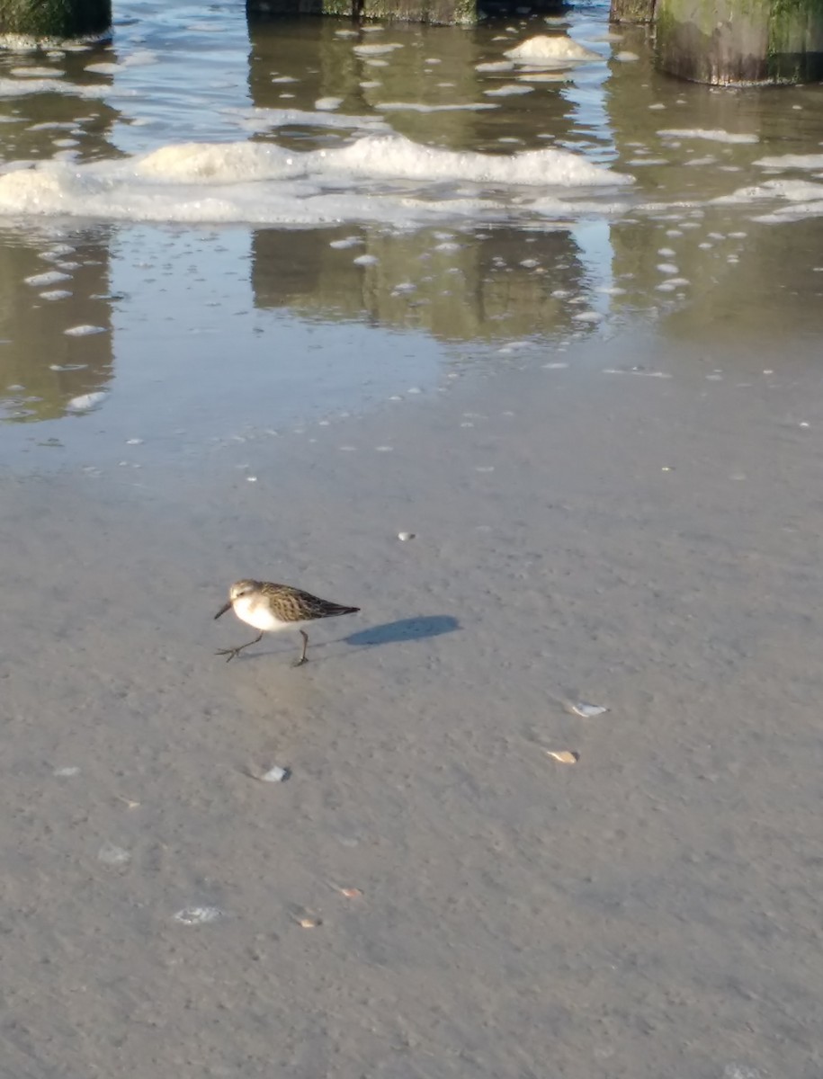 Semipalmated Sandpiper - ML638326693
