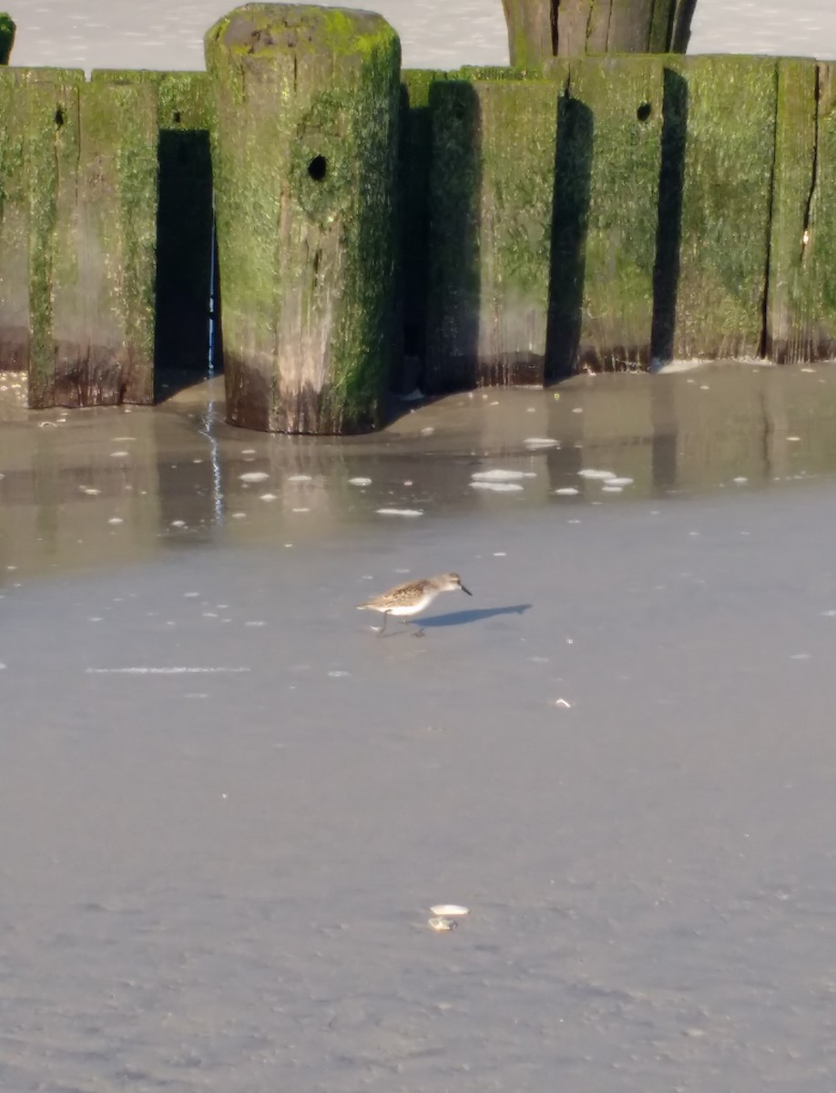 Semipalmated Sandpiper - ML638326696