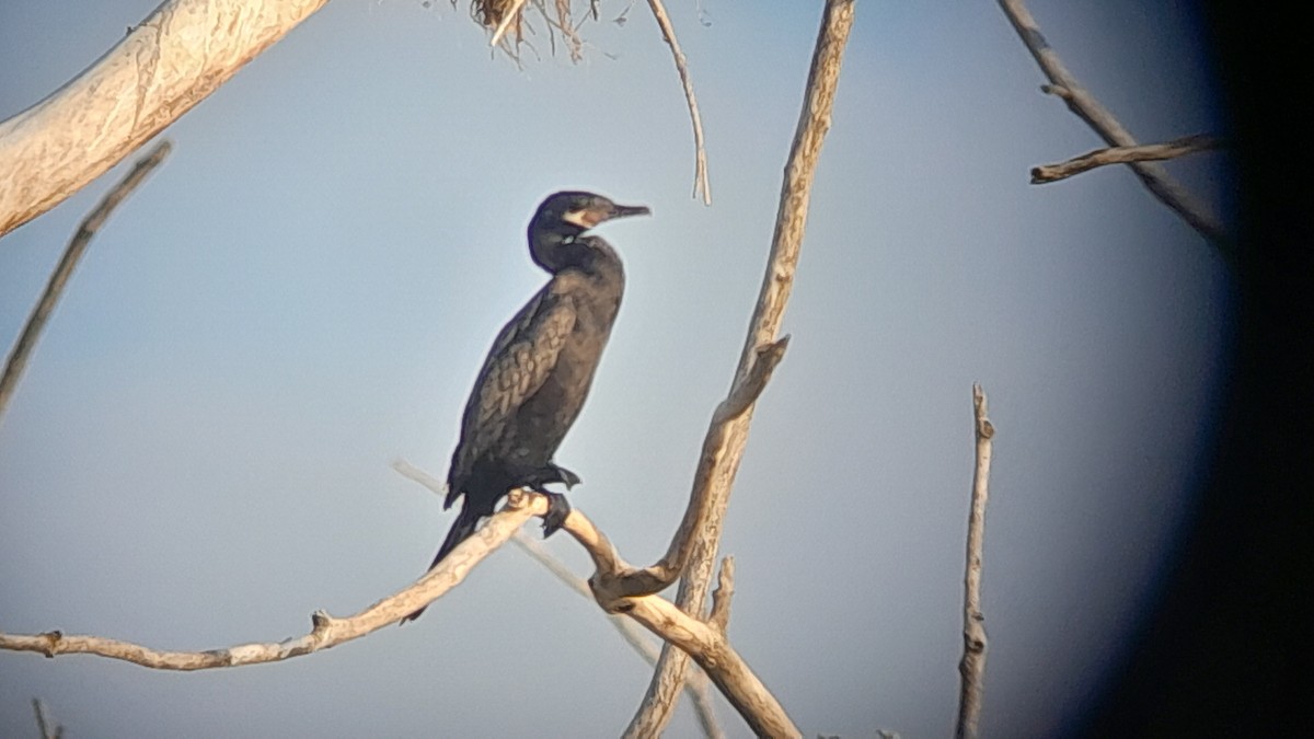 Neotropic Cormorant - ML638326698
