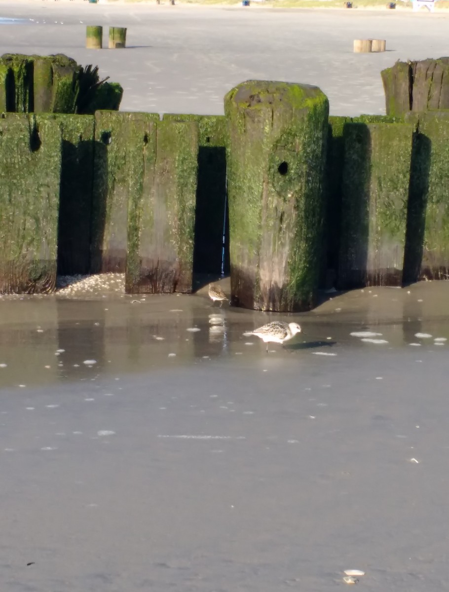 Semipalmated Sandpiper - ML638326707