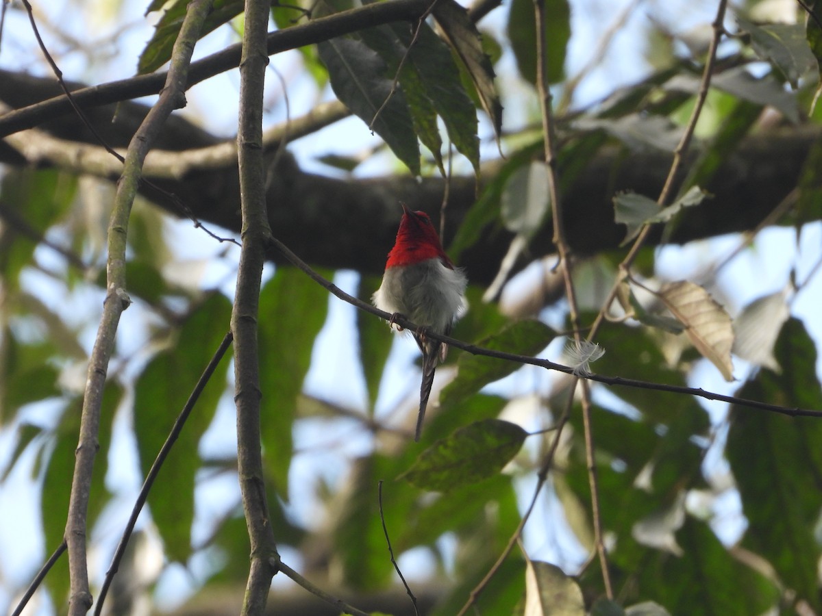 Javan Sunbird - ML638326708