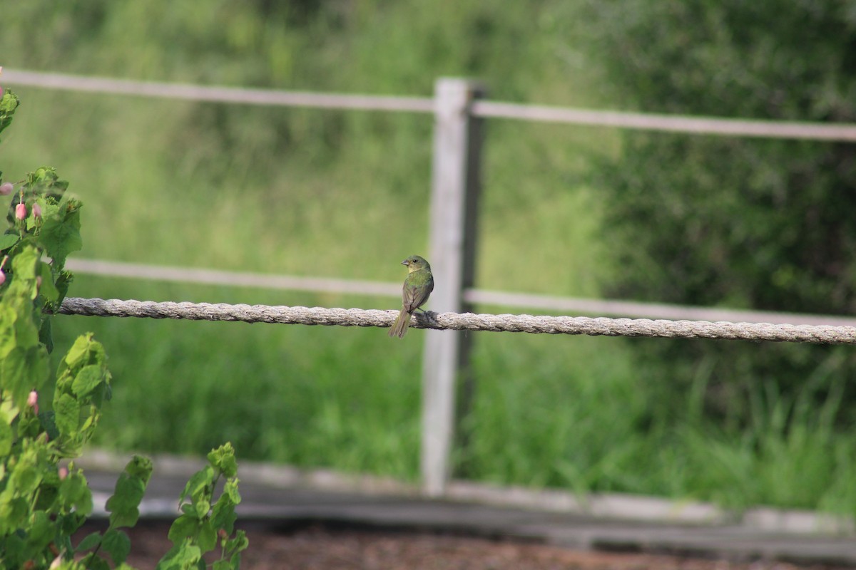Passerin nonpareil - ML638326713