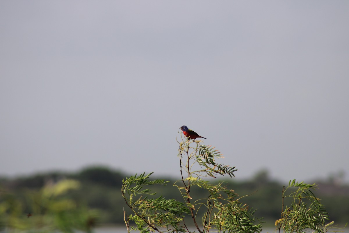 Passerin nonpareil - ML638326715