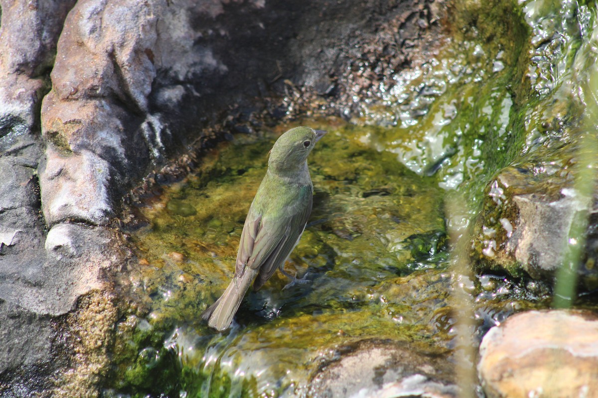 Passerin nonpareil - ML638326718