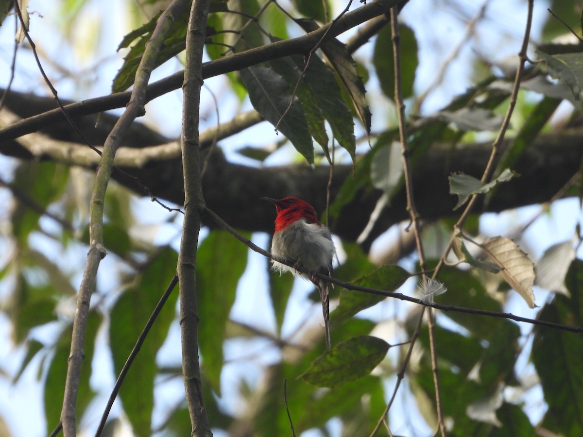 Javan Sunbird - ML638326719