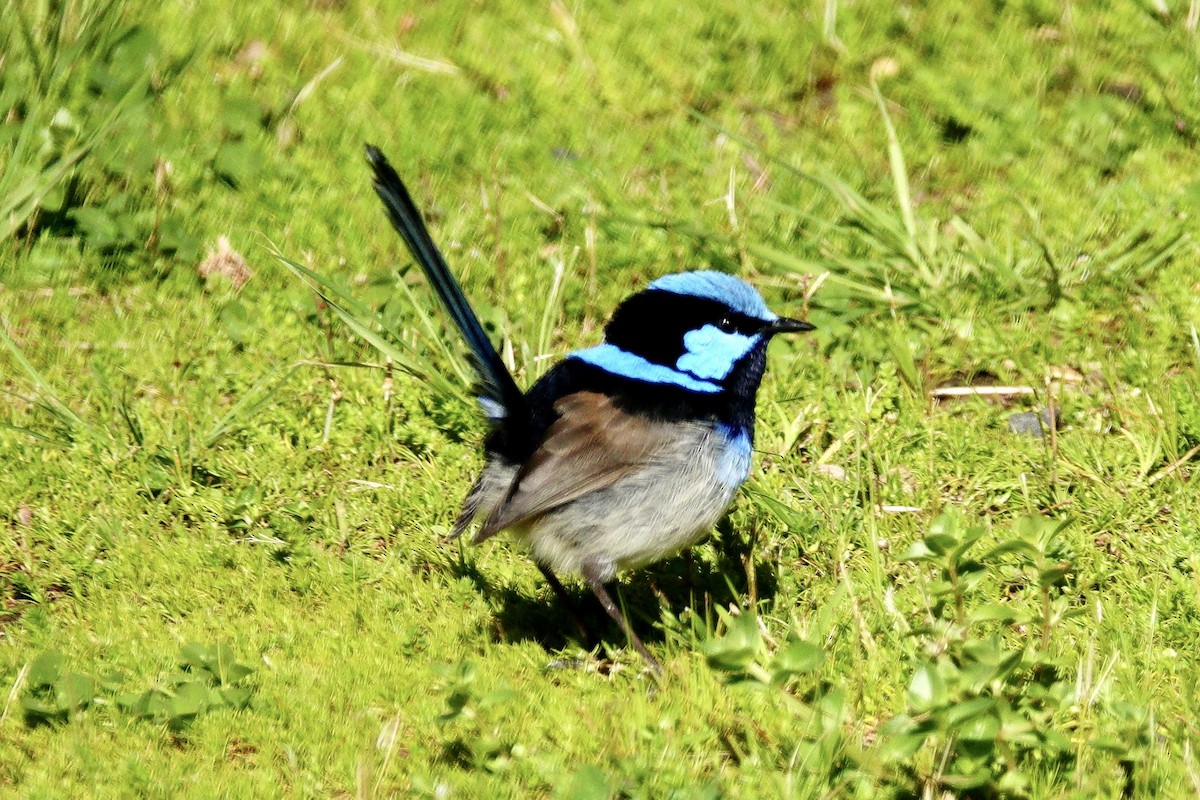Superb Fairywren - ML638326725