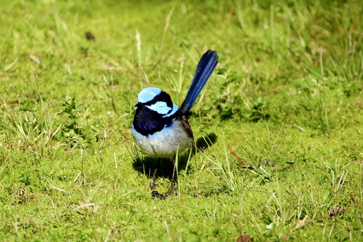 Superb Fairywren - ML638326726
