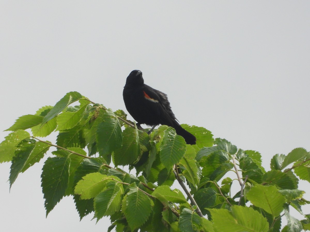 Red-winged Blackbird - ML638326728