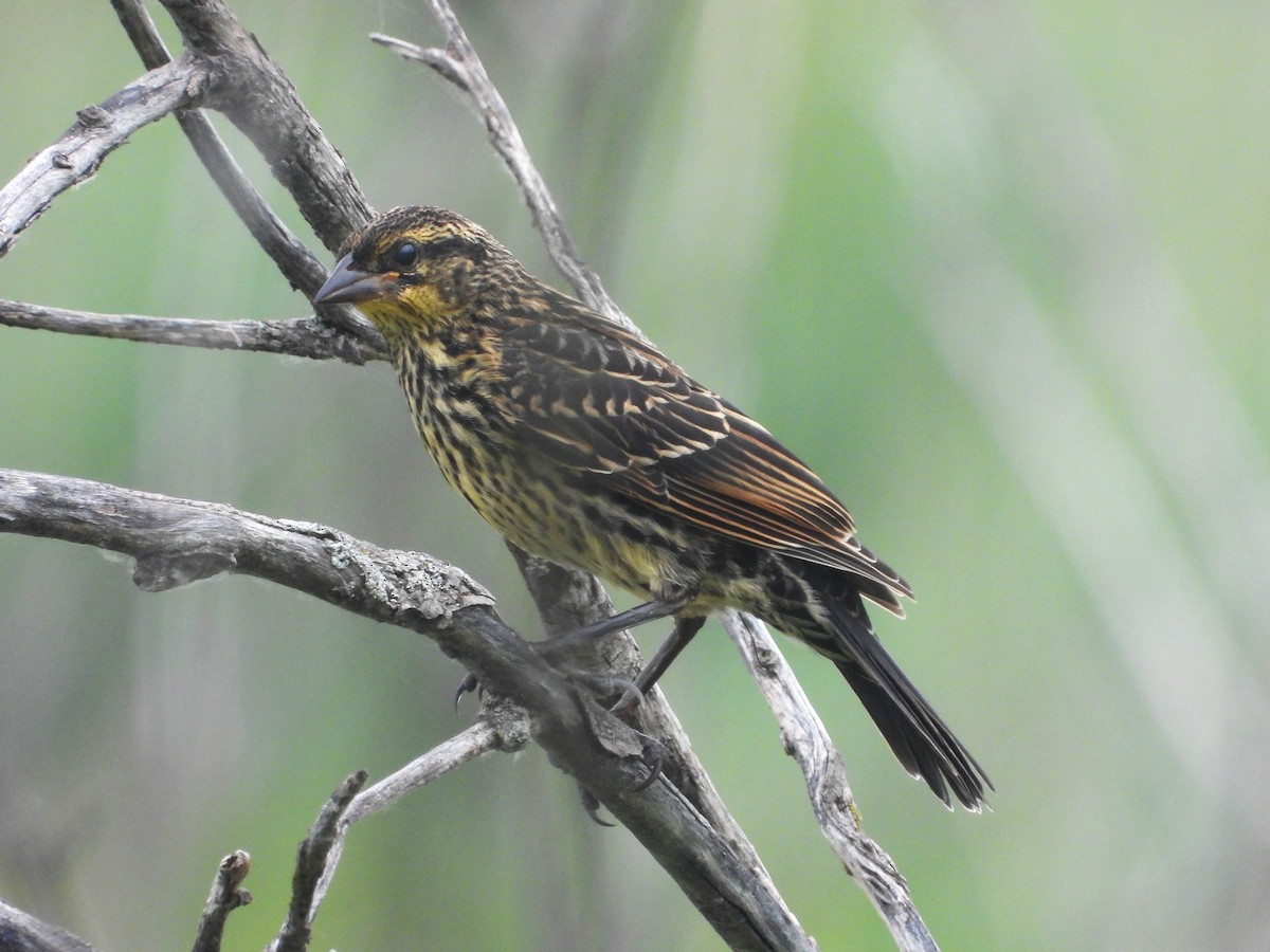 Red-winged Blackbird - ML638326729