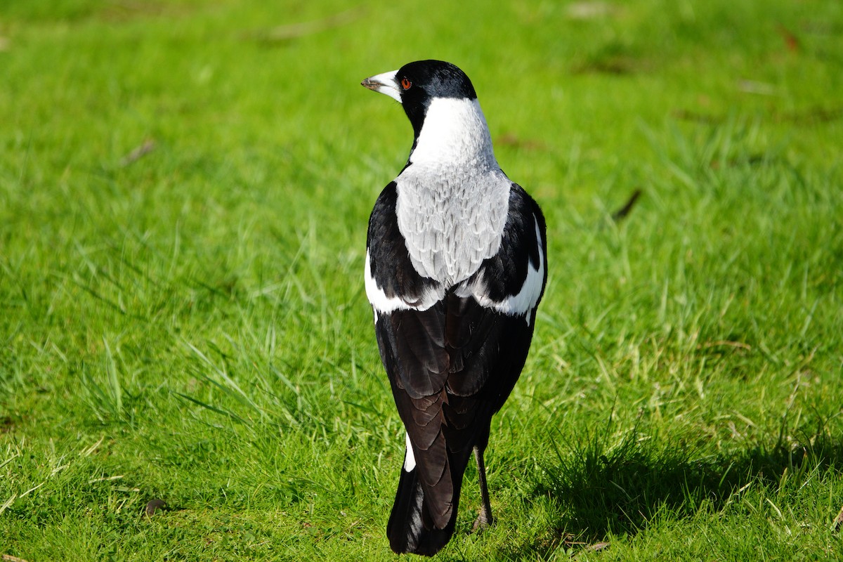 Australian Magpie - ML638326732