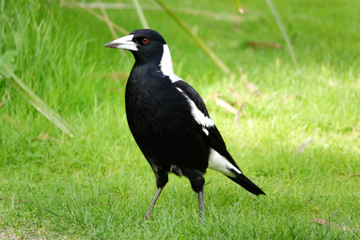 Australian Magpie - ML638326733