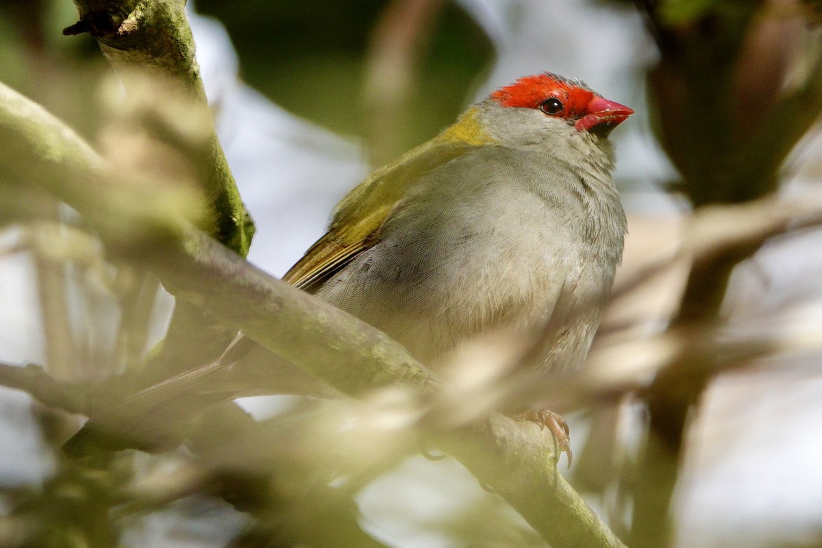 Red-browed Firetail - ML638326749