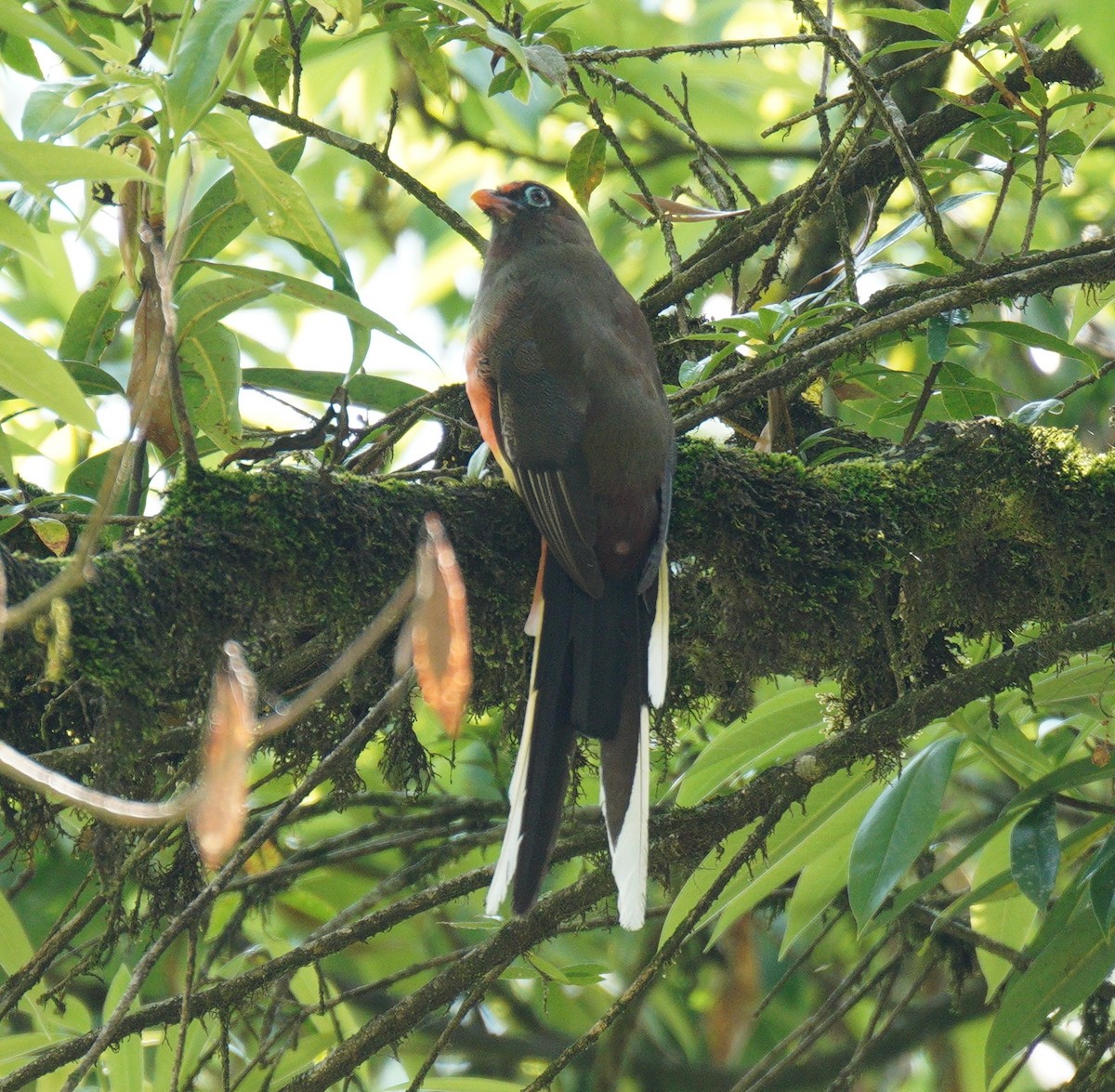 Ward's Trogon - ML638326750