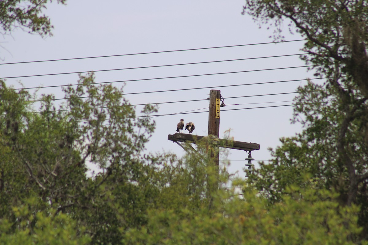 Crested Caracara - ML638326782