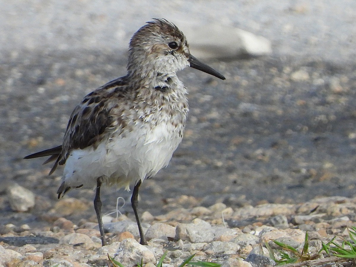 sandsnipe - ML638326798