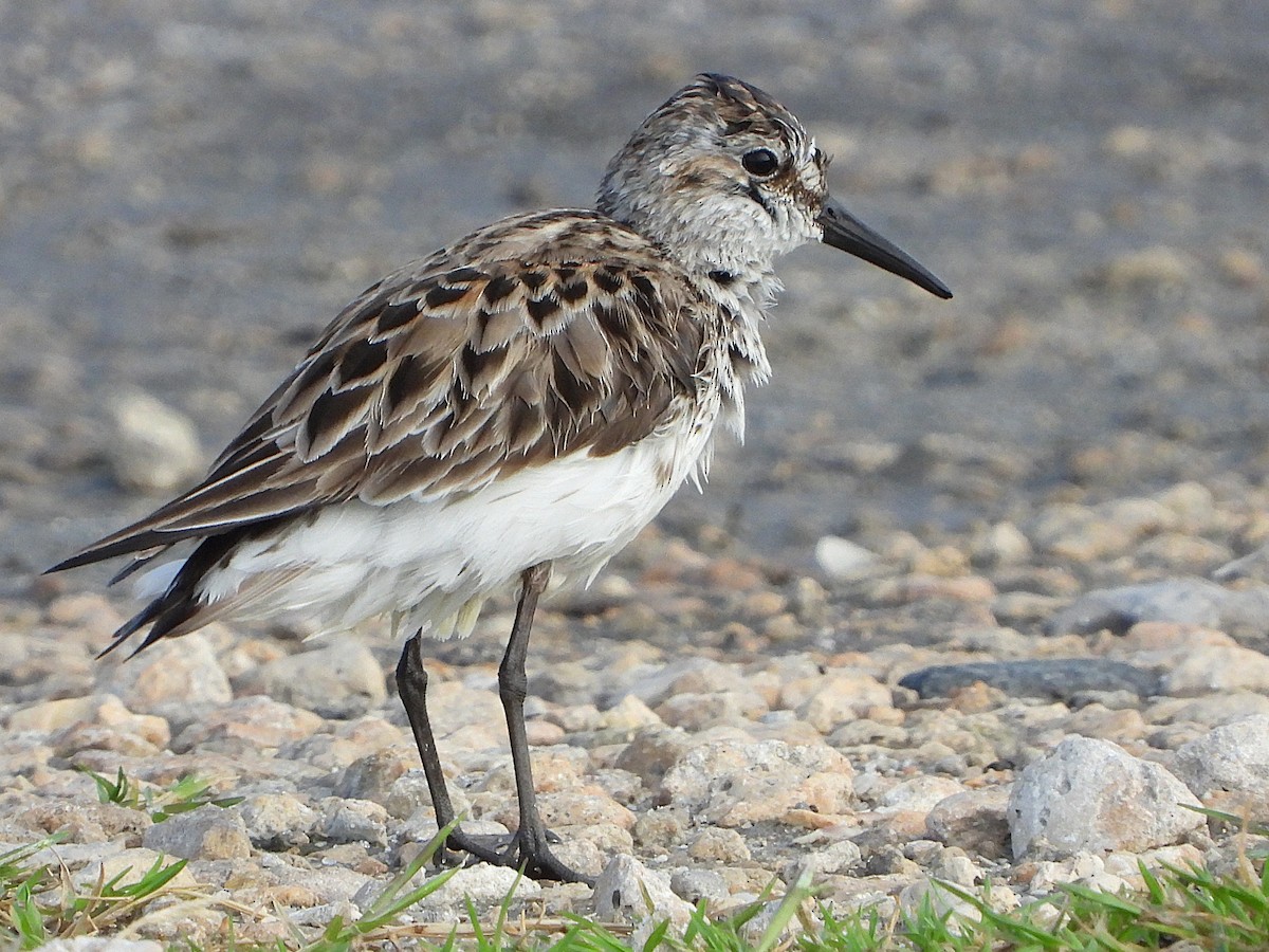sandsnipe - ML638326799