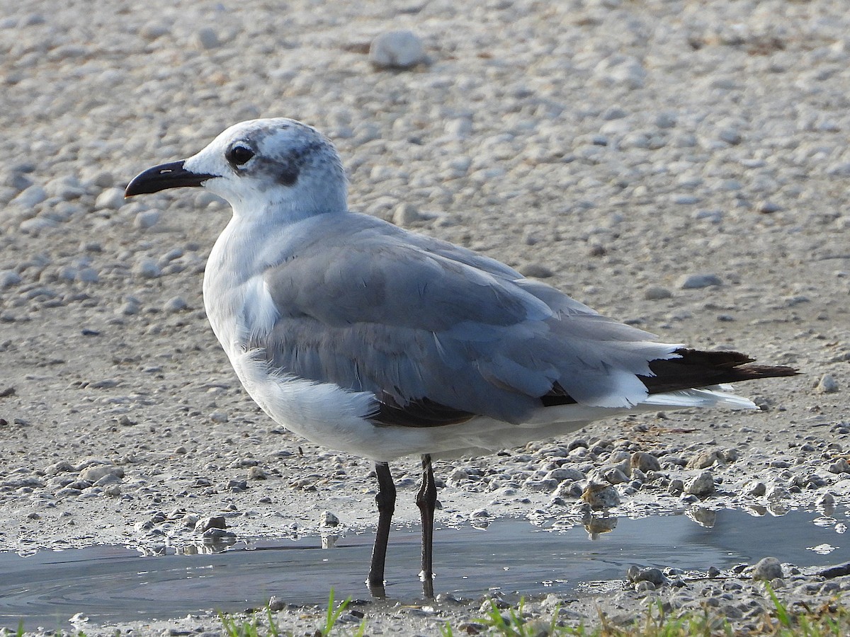 lattermåke - ML638326809