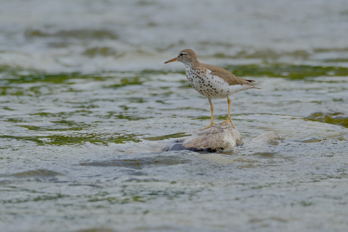 flekksnipe - ML638326810