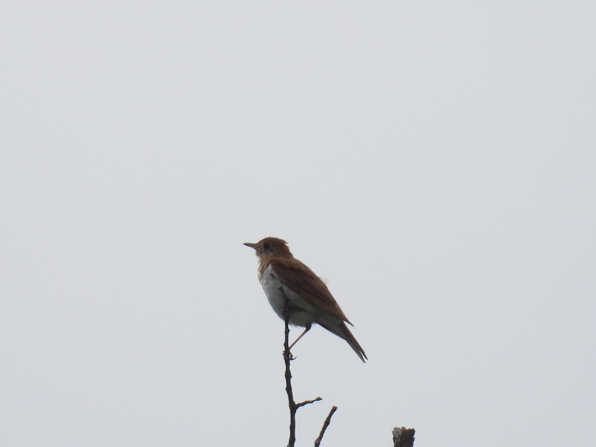 Veery - ML638326823