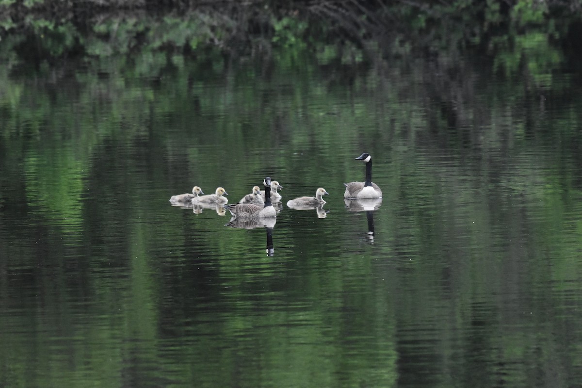 Canada Goose - ML638326824
