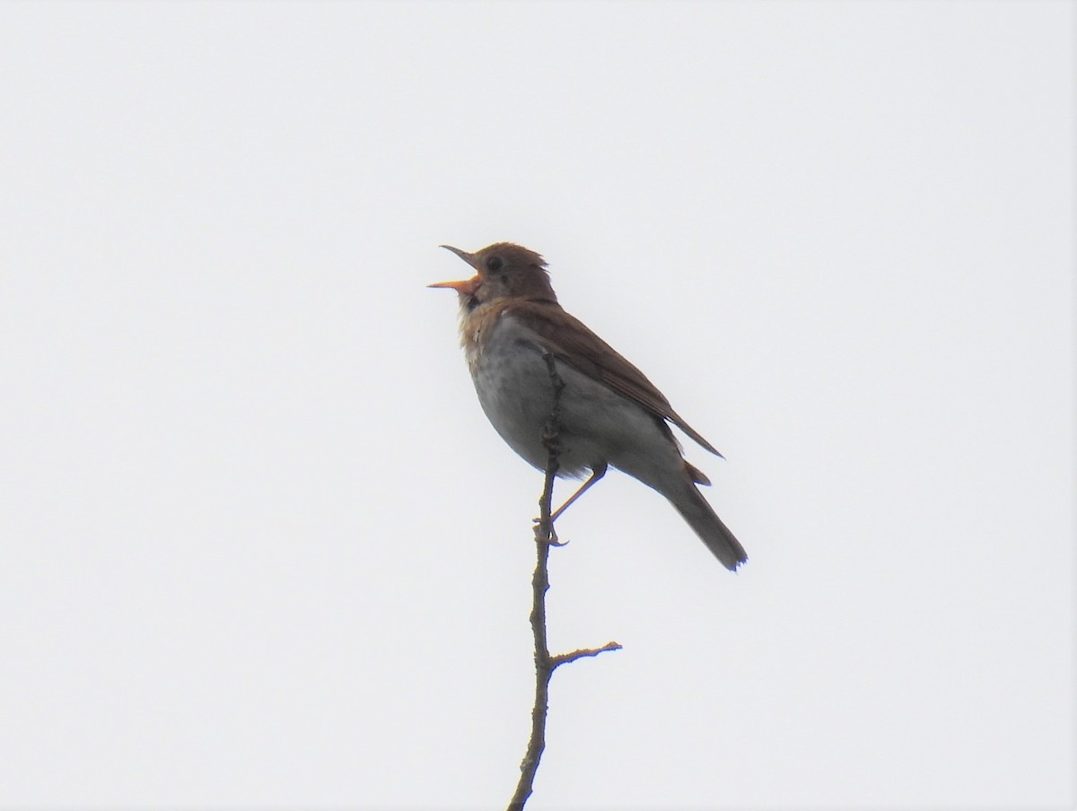 Veery - ML638326825
