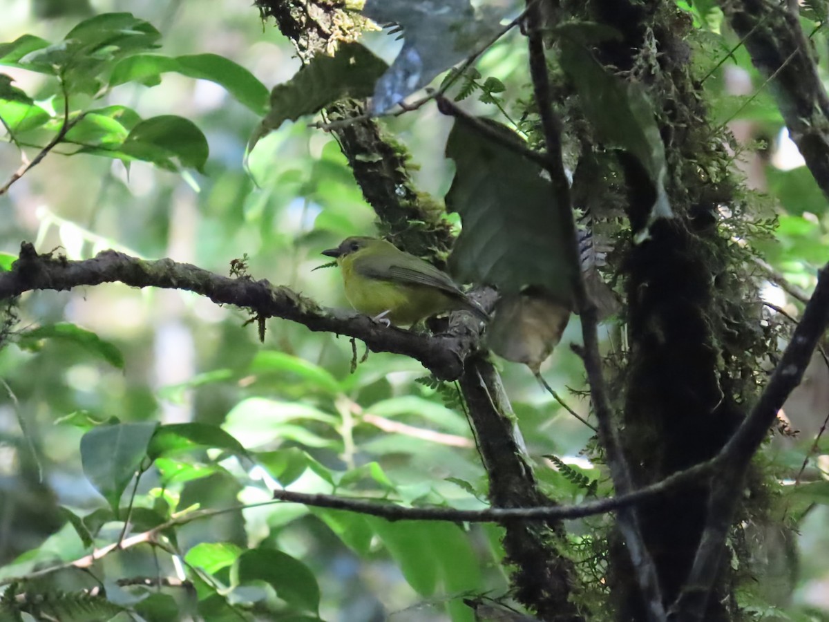 Bornean Whistler - ML638326834