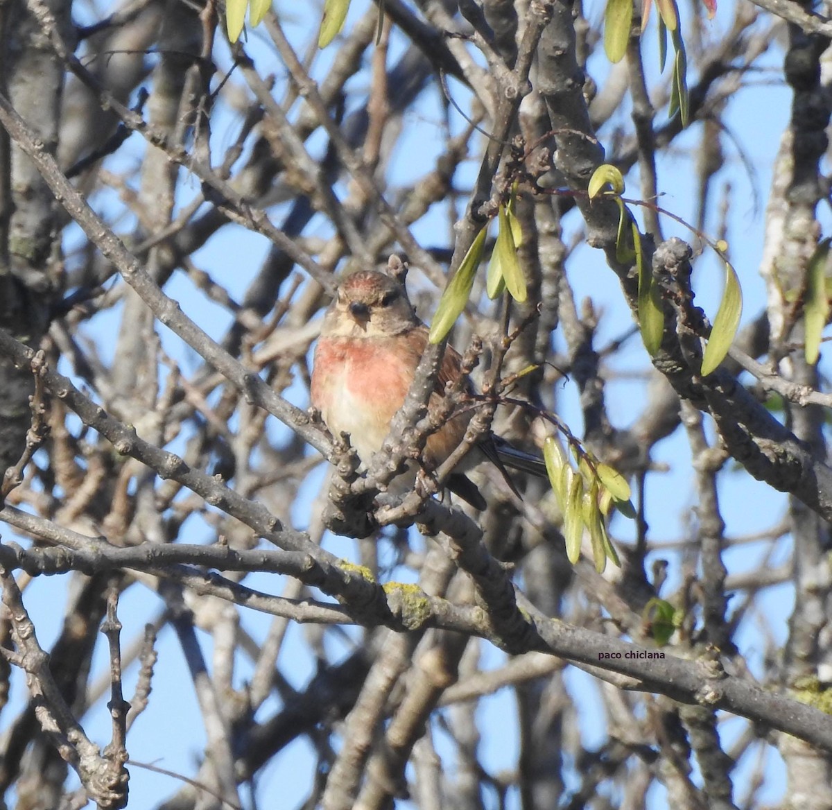Eurasian Linnet - ML638326839