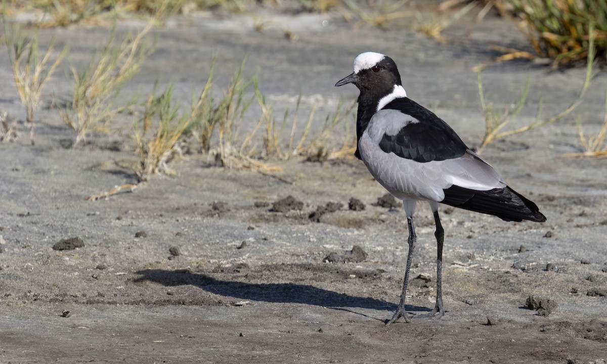 Blacksmith Lapwing - ML638326843