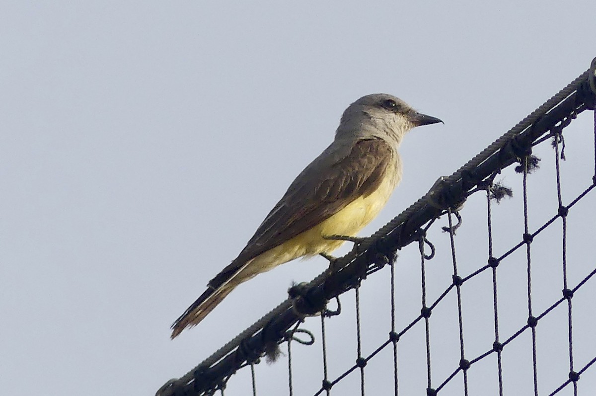 Western Kingbird - ML638326844