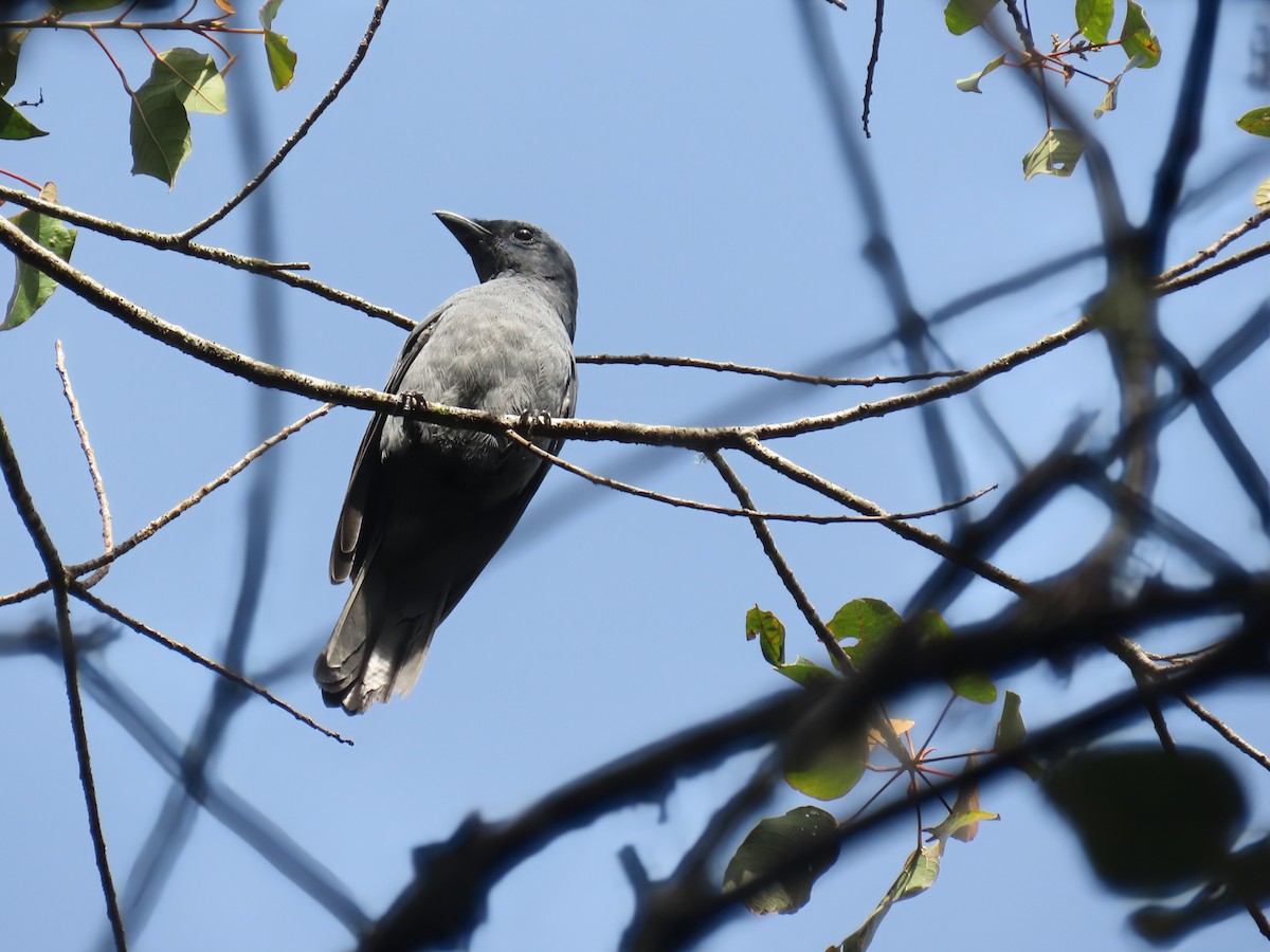 Sunda Cuckooshrike - ML638326847
