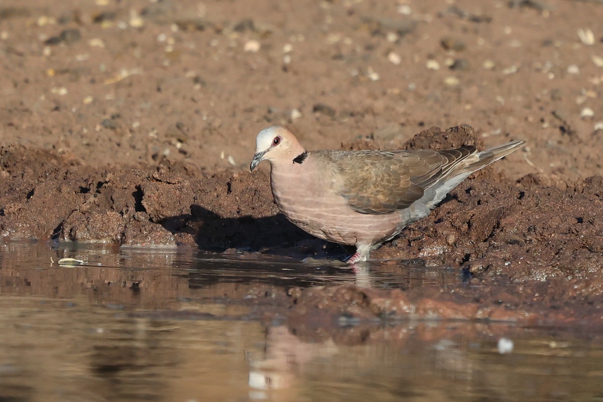 Red-eyed Dove - ML638326848