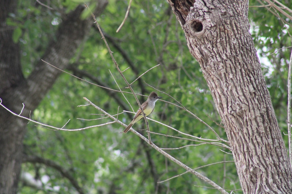Brown-crested Flycatcher - ML638326856