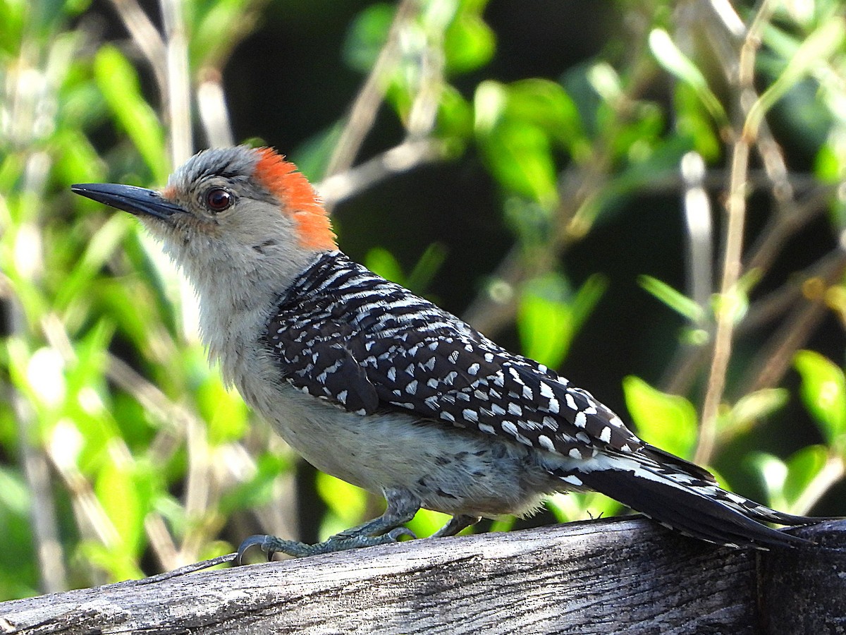 Red-bellied Woodpecker - ML638326872
